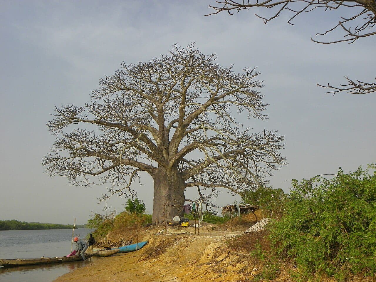 Fleuve Casamance